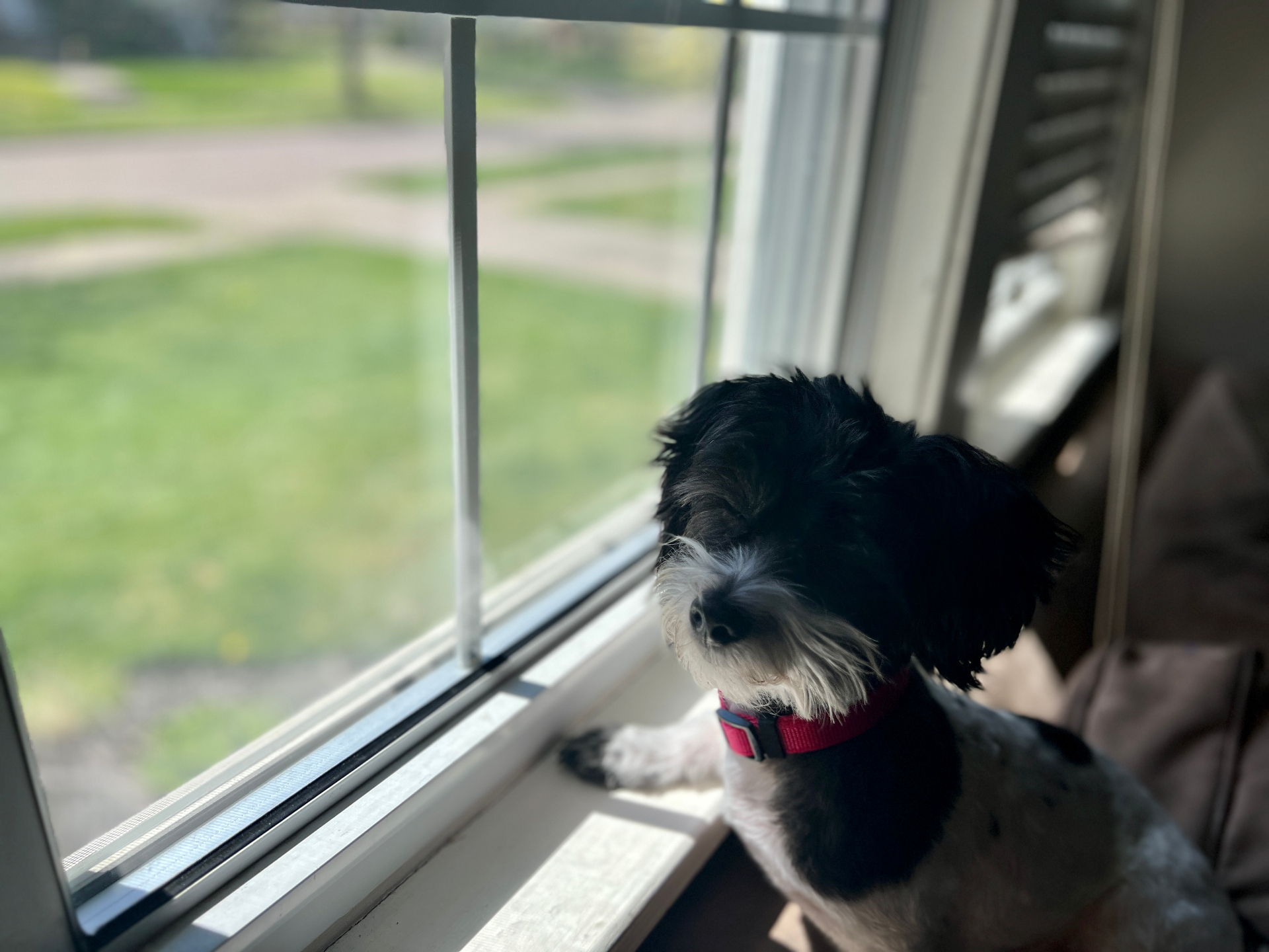 Tessi the dog watching over a freshly cleaned backyard